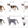 Katzen